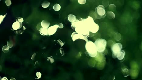 luz bokeh del sol a través de las hojas