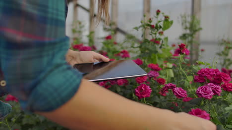 tableta de primer plano en la mano de una mujer florista en un invernadero creciendo rosas en cámara lenta. pequeño negocio.