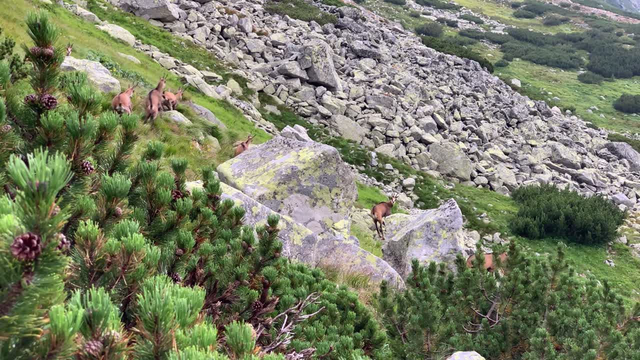 슬로바키아의 높은 타트라스 산에서 즐거운 시간을 보내는 샤모아의 멋진 전망 - 공중 촬영