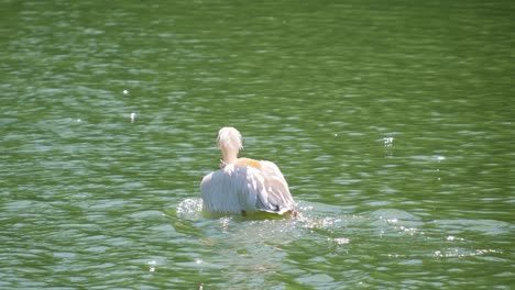 Pelican swimming in water