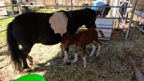 ein pferd und ein fohlen in einem stall