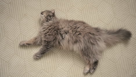 top view of a beautiful grey cat lying on white carpet, resting and licking its paws