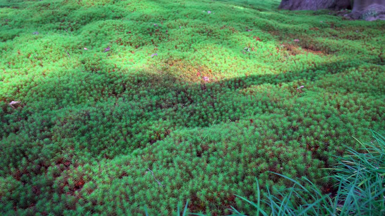 la tradición de cultivar y cuidar el musgo es muy antigua en todo japón, existen cientos de tipos diferentes de musgo, cada uno con un cuidado diferente