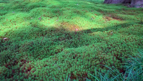 la tradición de cultivar y cuidar el musgo es muy antigua en todo japón, existen cientos de tipos diferentes de musgo, cada uno con un cuidado diferente