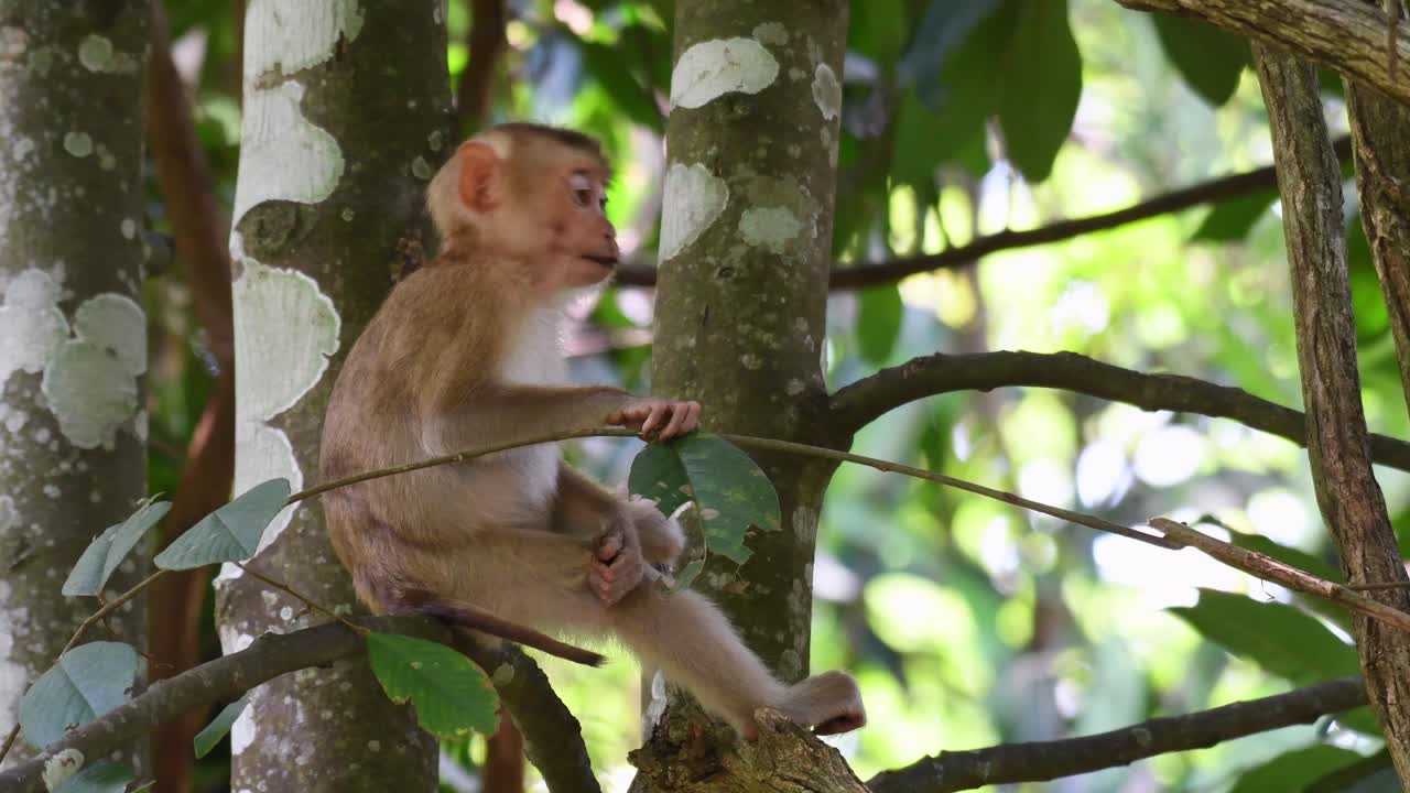 macaco de cola de cerdo del norte, macaca leonina, parque nacional khao yai