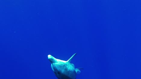 一隻從深水中游到水面上來的瓶鼻海豚