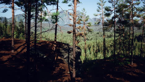 Beautiful-remote-evergreen-forest-in-mountain