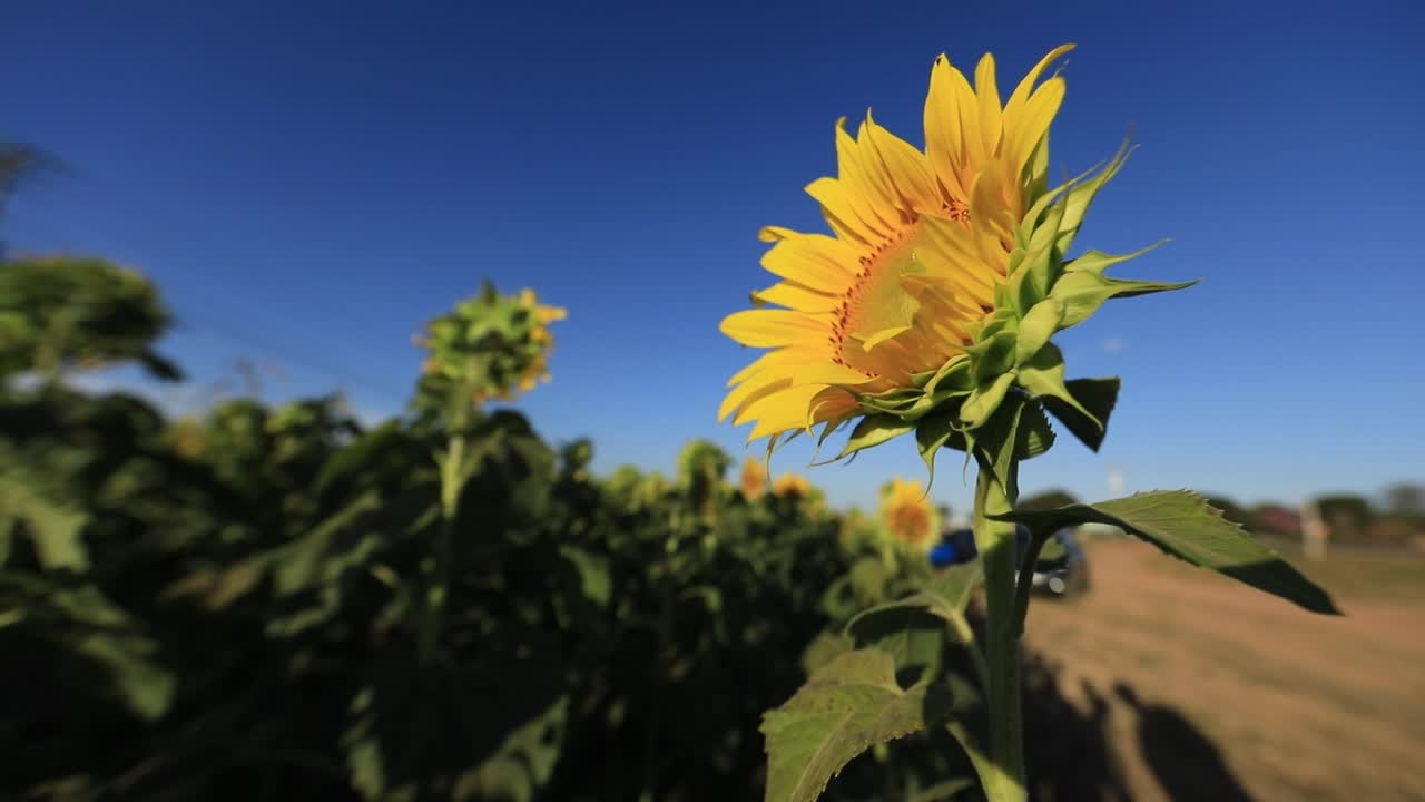 un girasol frente al sol contra un claro cielo azul
