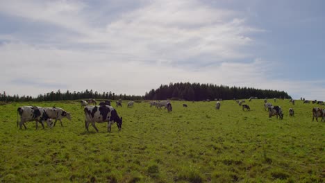 a wide pan of a pasture with a lot of cows in a very sunny blue sky day