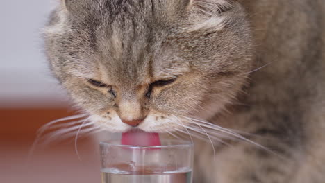 Entzückende-Britische-Kurzhaarkatze-Mit-Weißen-Schnurrhaaren,-Die-Wasser-Aus-Einem-Kleinen-Glas-Trinkt