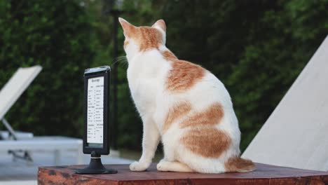 cat observing and touching a ticking metronome