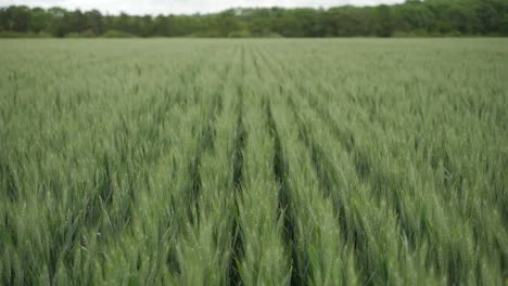 Ordentliche-Reihen-Von-Grünem-Weizen,-Kameraschwenks-Bis-Zum-Bewölkten-Horizont