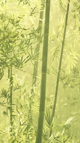 bamboo forest in southern china