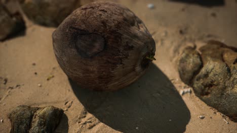 Braune-Kokosnuss-Auf-Dem-Strandsand