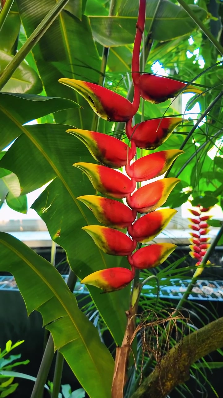 Primo piano del fiore artiglio di aragosta pendente Heliconia rostrata. Scatto ravvicinato di fiori di Heliconia rostrata rossi e gialli in un ambiente di serra tropicale.