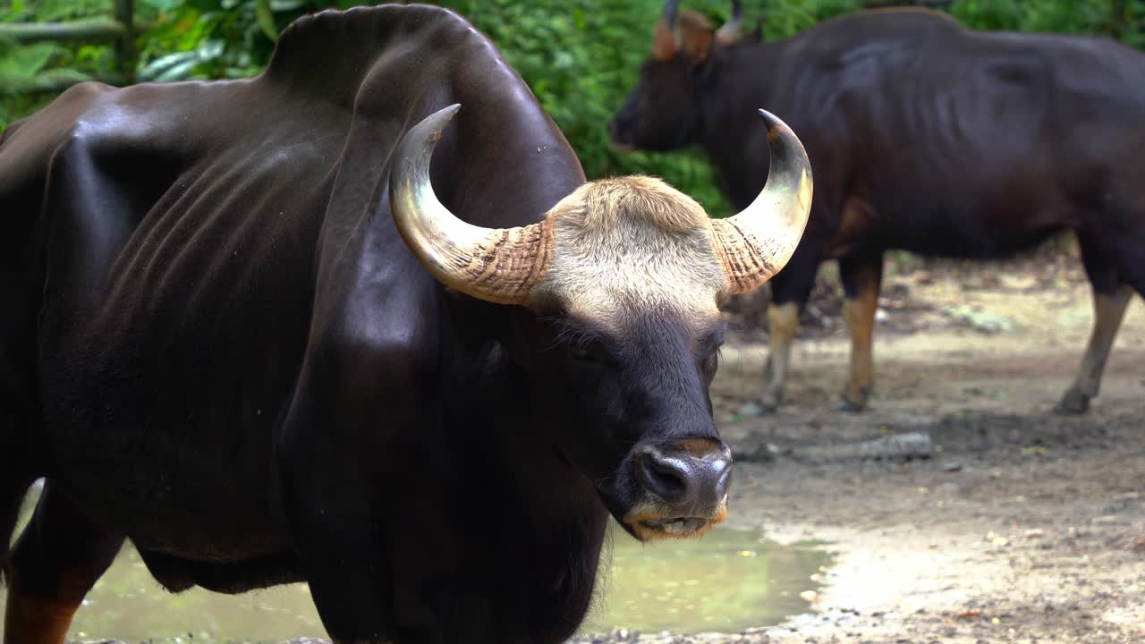 fotografía de cerca de una especie animal vulnerable, un macho adulto de malaya gaur, bos gaurus hubbacki con apariencia muscular de color marrón oscuro, de pie en el pozo de barro, comiendo y masticando comida