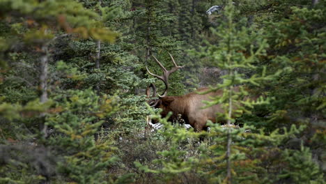 Großer-Mächtiger-Elchbulle,-Der-Geweihe-Auf-Baum-Harkt,-Um-Weibliche-Elche-Während-Der-Brunftzeit-Zu-Beeindrucken