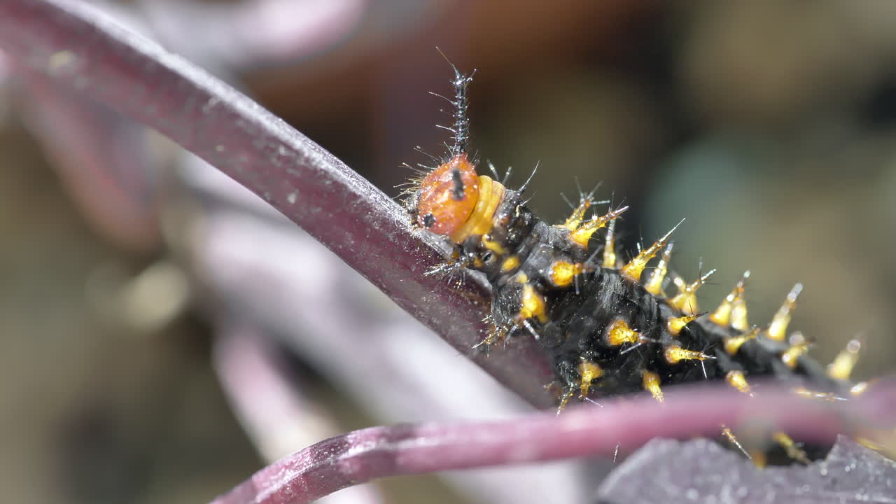 자연에서 잎자루에 기어 다니는 야생 님팔리스 폴리클로로 애벌레의 극단적인 매크로 샷