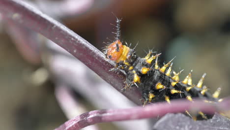 Extreme-Makroaufnahme-Einer-Wilden-Nymphalis-Polychloros-Raupe,-Die-In-Der-Natur-Auf-Dem-Blattstiel-Kriecht