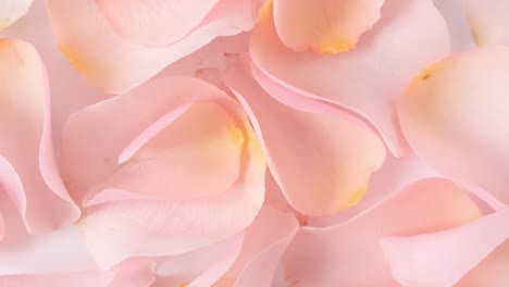 rose pink petals rotating. slow motion. macro shot. holiday backdrop, valentine's day concept.