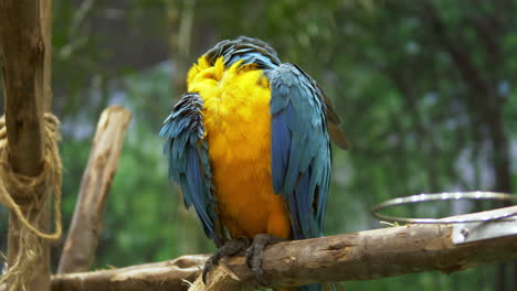 un guacamayo azul y dorado está ocupado arreglando sus plumas traseras mientras se encuentra en una percha hecha por el hombre dentro de una jaula en un zoológico de bangkok, tailandia