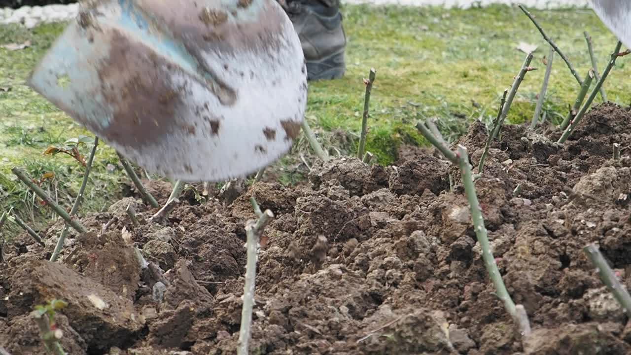 장미 덤불을 심는 것