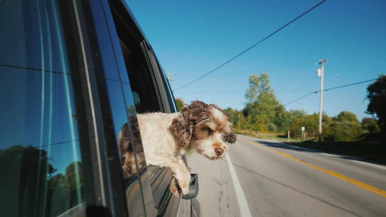 Simpatico cane passeggero in auto si affaccia dal finestrino