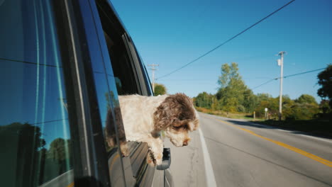 gracioso perro pasajero auto se asoma por la ventana