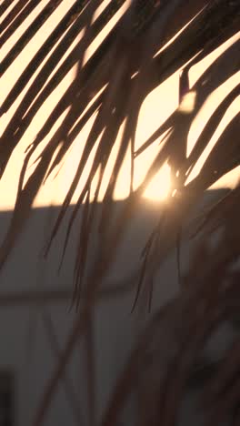 sunset through palm leaves