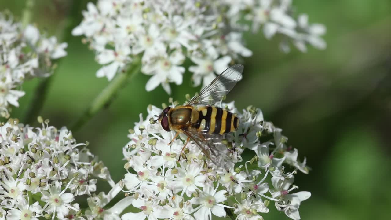 A Hoverfly feeding on a flower head in early Summer. UK