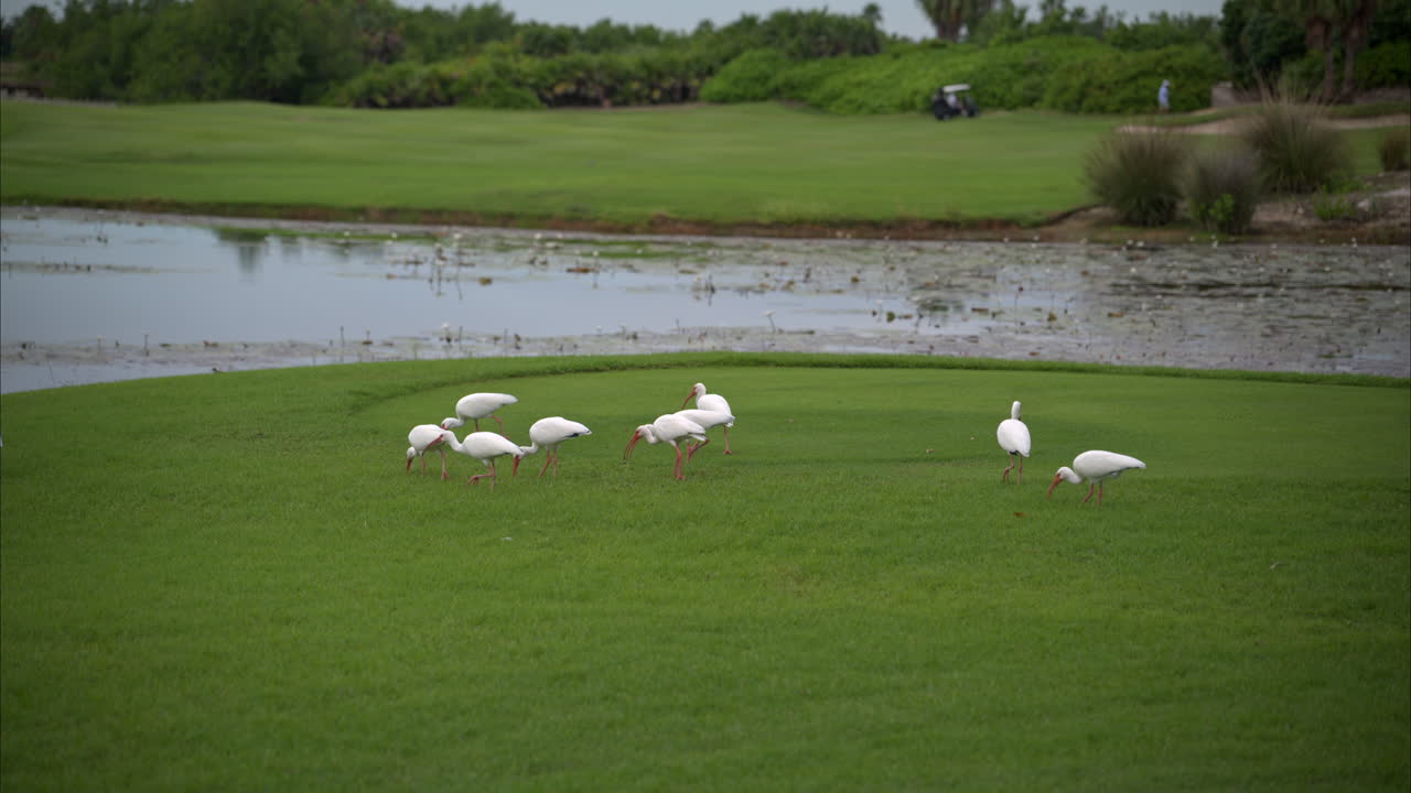 movimiento lento de una bandada de aves ibis blancas caminando y alimentándose de la hierba cerca de un estanque