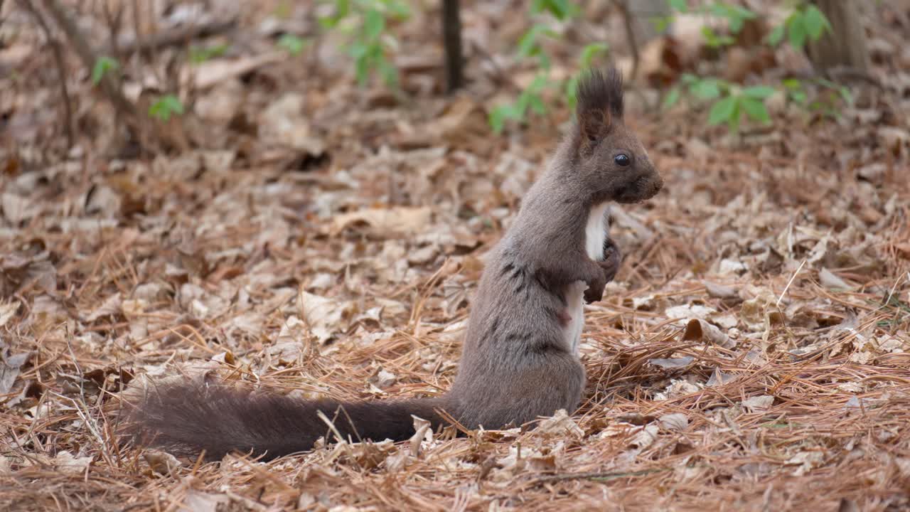 ardilla gris euroasiática en otoño o primavera en busca de comida en hojas marrones caídas