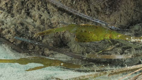 rarely sighted sea creatures mimic the seagrass for camouflage as defence against predators