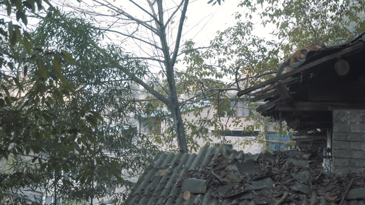 고양이가 지붕 위로 뛰어 올랐다