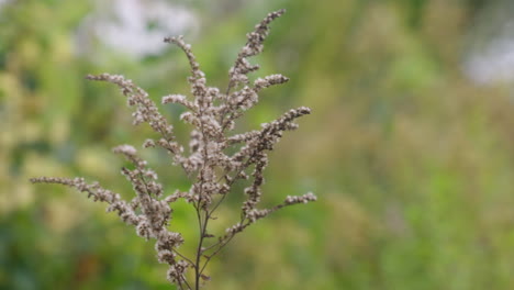 Ein-Zweig-Bewegt-Sich-Während-Der-Herbstsaison-Langsam-Im-Wind