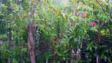 hermoso jardín verde floreciente con plantas, árboles y flores rosadas que reciben un riego muy necesario durante un aguacero lluvioso en los trópicos en una isla tropical