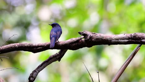 the hill blue flycatcher is found at high elevation habitat it has blue feathers and orange-like breast for the male, while the female is pale cinnamon brown and also with transitioned orange breast