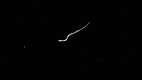 Juvenile-pipefish-in-the-blackwater