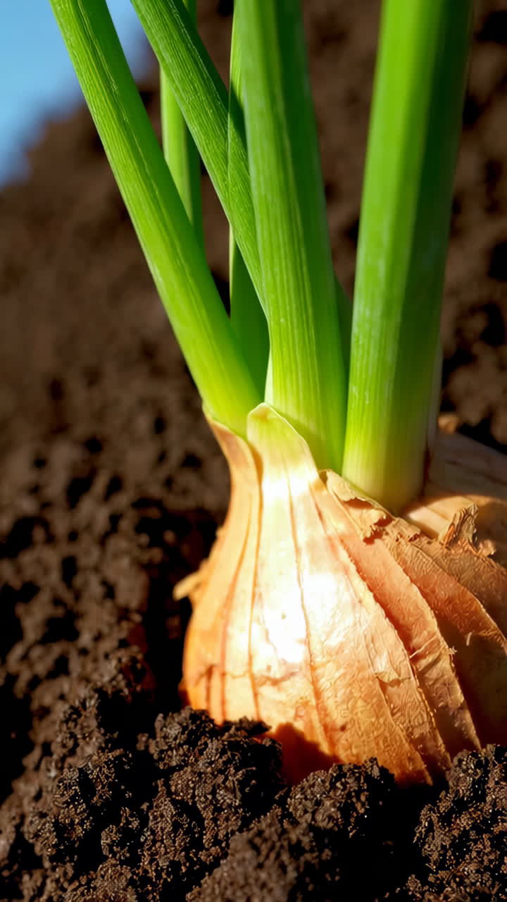 Growing Onion Plant in Soil