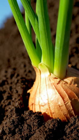 growing onion plant in soil