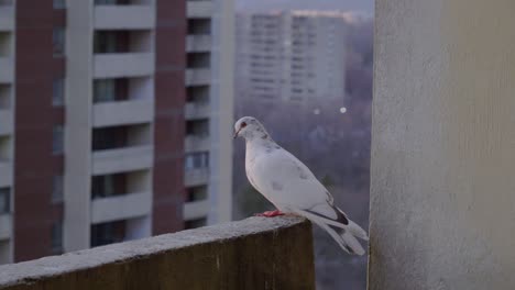 Paloma-Blanca-Descansando-En-El-Balcón-De-La-Ciudad