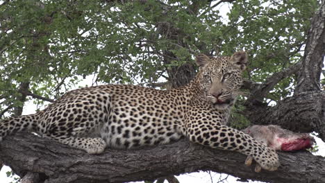 Close-up-of-leopard-with-a-scrub-hare-kill-on-top-of-tree