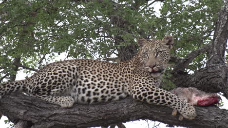 cerca de leopardo con una matorral de liebre matando encima del árbol