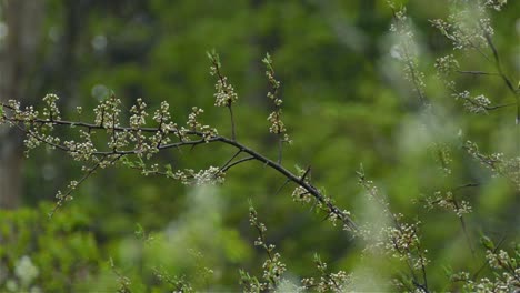 Migratory-black-capped-American-goldfinch,-Spinus-Tristis,-displaying-vibrant-yellow-plumage-during-summer,-perched-on-thriving-blackthorn-branches