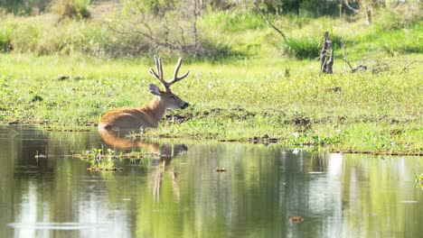 Männlicher-Sumpfhirsch,-Der-Im-Sumpfwasser-Liegt,-Um-Sich-Abzukühlen