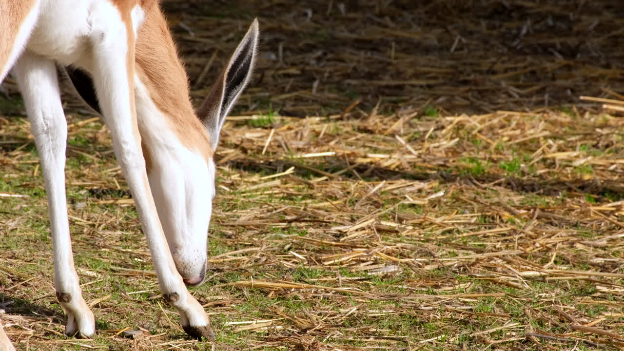 Springbok Antelope Grazing in a Field