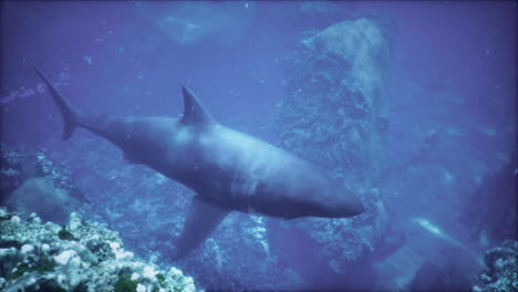 tiburón en un arrecife de coral