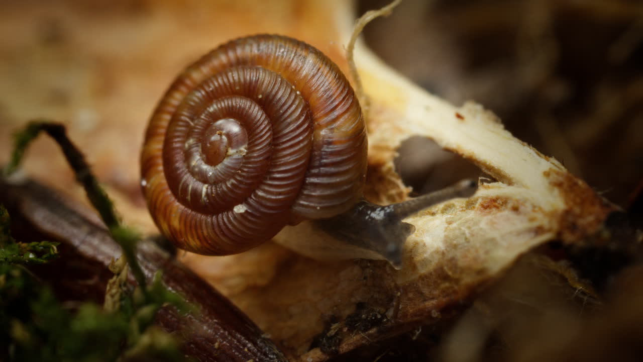 el caracol redondeado discus rotundatus se arrastra lentamente sobre la hojarasca en el bosque, macro