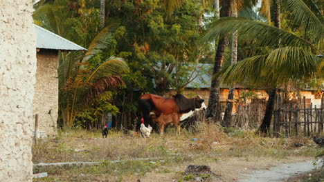 A-brown-and-white-cow-standing-amid-lush-greenery-in-a-rural-setting,-with-chickens-nearby-and-palm-trees-in-the-background