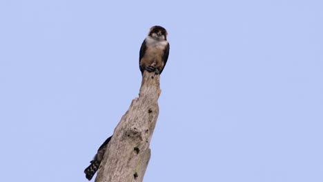 El-Falconet-De-Muslo-Negro-Es-Una-De-Las-Aves-Rapaces-Más-Pequeñas-Que-Se-Encuentran-En-Los-Bosques-De-Algunos-Países-De-Asia